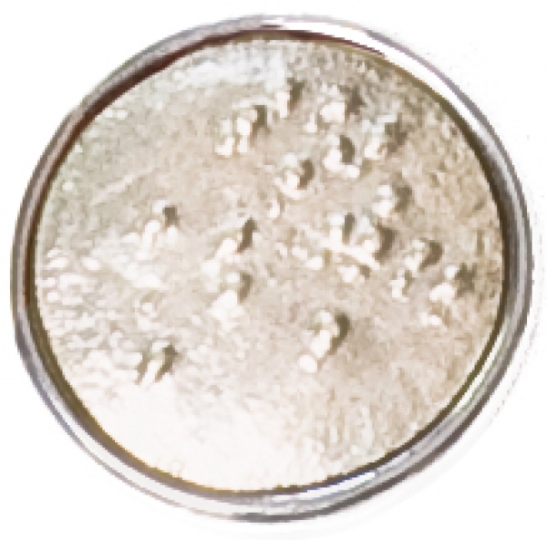 BUMPS-silver-silver plated brass